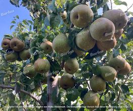 Obstbaumschnitt & Gartenpflege Burlea Bild 3