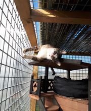 L'arche de Corinne image 8