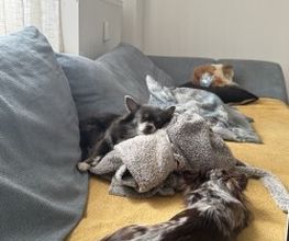 CoBe Dog Bild 2