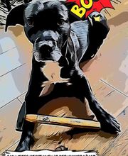 Glückliche Hundepfoten by Catrin Hendl-viel mehr als nur Hundetraining Bild 16