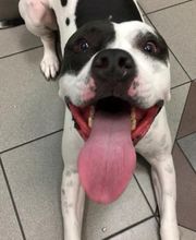 Gentle Doctor Animal Hospital image 12