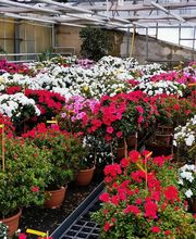 Oesch Fleurs & Jardins SA Bild 10