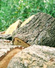 Die Baumflüsterer - GalabauM Bild 1