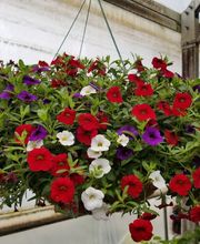 Evans Nursery LLC image 4