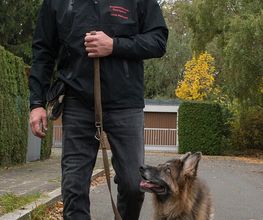 Leinenfuehrigkeit_sieht_so_aus.