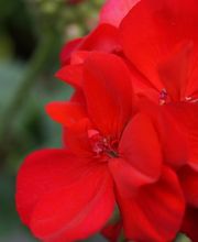 Blumen Eichenberger Oberrieden Bild 12