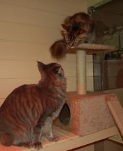 Elevage du Taillis Madame image 5