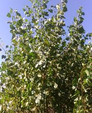 Millon Pépinières image 6