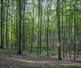 FriedWald Grevesmühlen Bild 7
