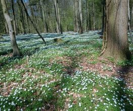 FriedWald Buxtehude Bild 13