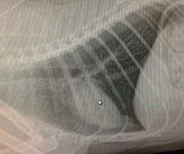 Kukume centro veterinario imagen 18