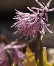 Staudenwerk GmbH Bild 7