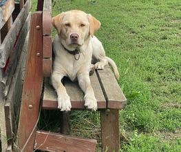 Doglife Bild 3