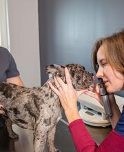 The Pet Doctor - O'Fallon image 9