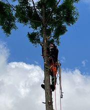 Nadrowski Baumdienst Bild 16