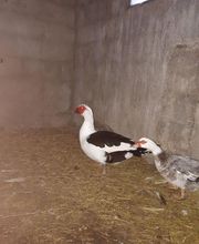 La Ferme du Morillon LFDM image 8