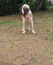 Dog Mood image 2