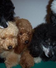 Elevage Des Jours Étoilés image 1