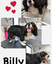 Salon de Toilettage Jenny Dog et Company image 15