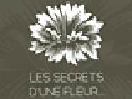 Les Secrets D'une Fleur