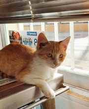 Clínica Veterinaria Huellas imagen 6