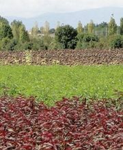 Pépinières Du Val D'Or image 1