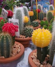 Harmonie fleurs image 4