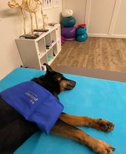 Tierphysio-Praxis Oberland GmbH Bild 10