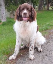 Tierflüsterer Bild 1