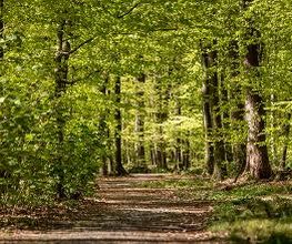 FriedWald Buxtehude Bild 6