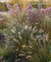 Herman Vaessen afbeelding 6