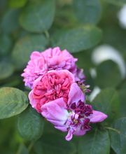 Elztal Gartenbau Bild 51