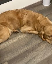 Silvis mobiler Hundefriseur Bild 5