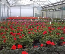 Blütenpracht Hirschi GmbH Bild 9