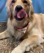 Paumanok Veterinary Hospital image 9