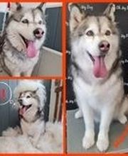 So My Dog Vergèze image 6