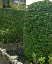 Sven Jöcks Haus und Gartenservice Bild 5