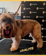 So My Dog Vergèze image 4