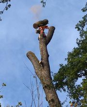 Haut Fil des branches image 12