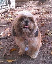 Brentwood Animal Campus image 4