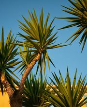 Jardin de Palme image 11