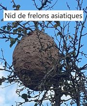 Protec Nuisibles image 8