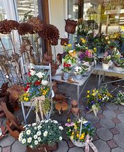 Gärtnerei Steinhilber Bild 12