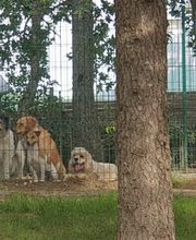 C.A PRO CANIN image 1