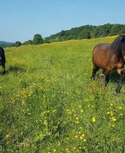 Poney-Club Prunevaux image 2