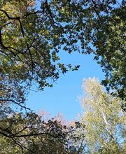 Rites des Bois image 8