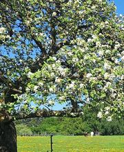 Saarimkerei Gaul Bild 2