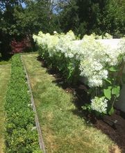 Royal Jardin sarl Bild 7