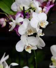 Fleurs Ô Naturel image 9