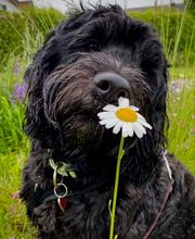 Tierphysio-Praxis Oberland GmbH Bild 3